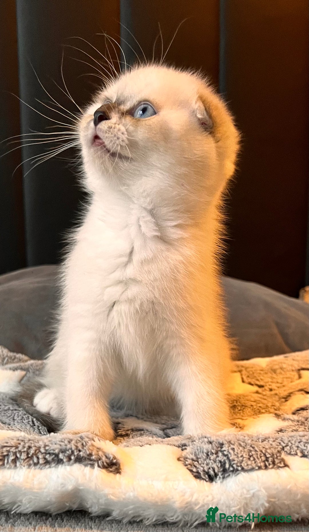 Scottish Fold cats for sale: Scottish - Advert 6