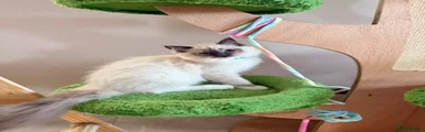 Ragdoll Kitten 1