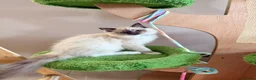 Ragdoll cats for sale: Stunning  Champion lines Ragdoll kittens  - Advert 6