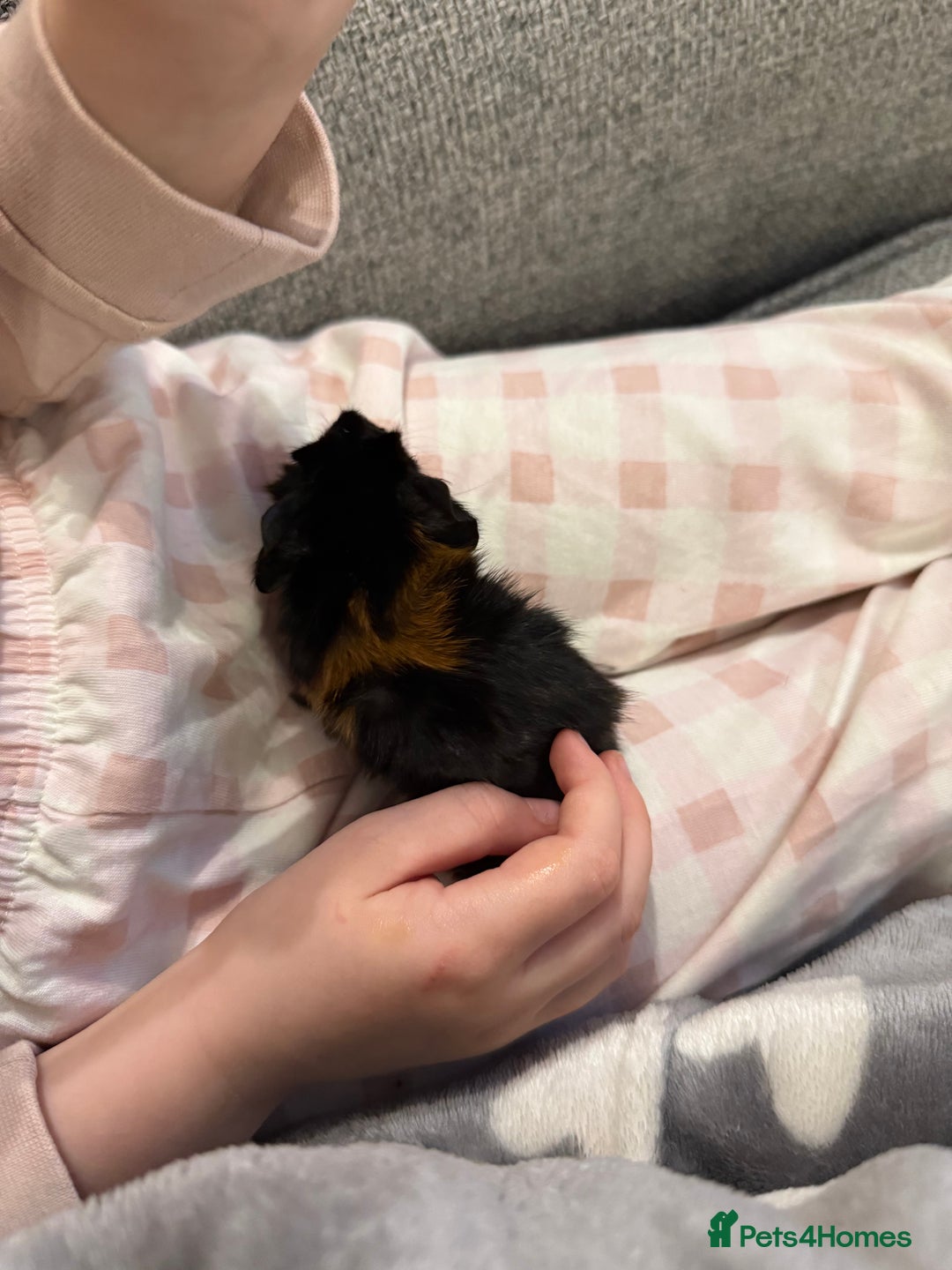 Guinea Pig rodents for sale: Baby guinea pigs - Image 5