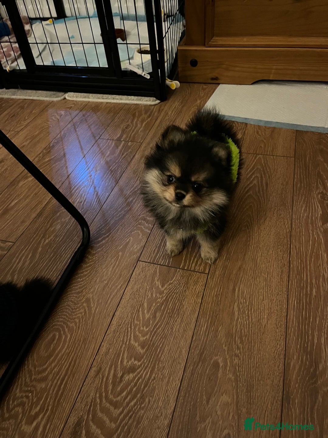 Pomeranian dogs for sale: Gorgeous miniature Pomeranian pups - Advert 22