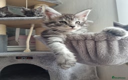 Maine Coon cats for sale: Maine Coon Kitten 1 - King-size Purebred Maine Coon kittens  - Image 9
