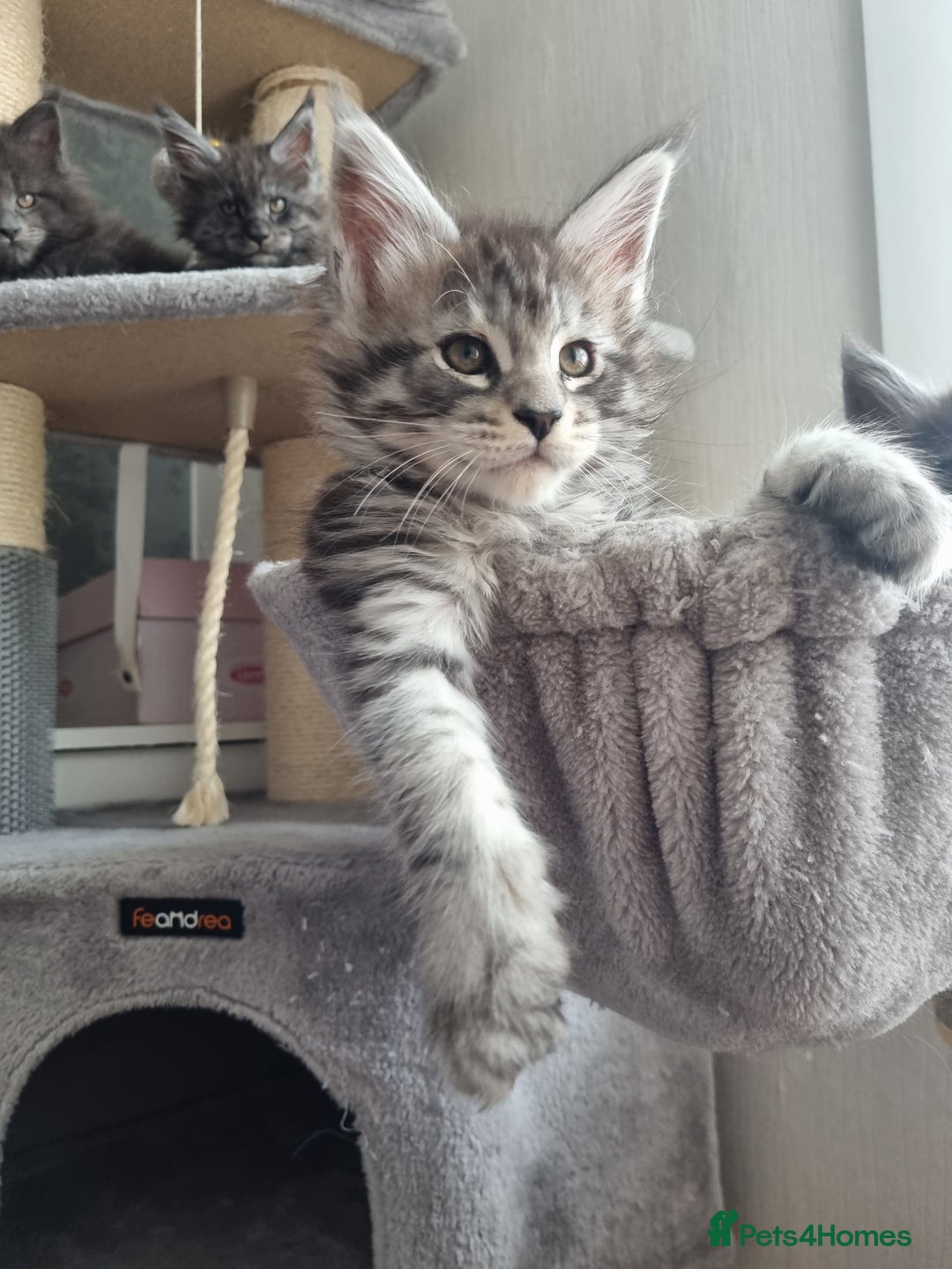 Maine Coon cats for sale: Maine Coon Kitten 1 - King-size Purebred Maine Coon kittens  - Image 9