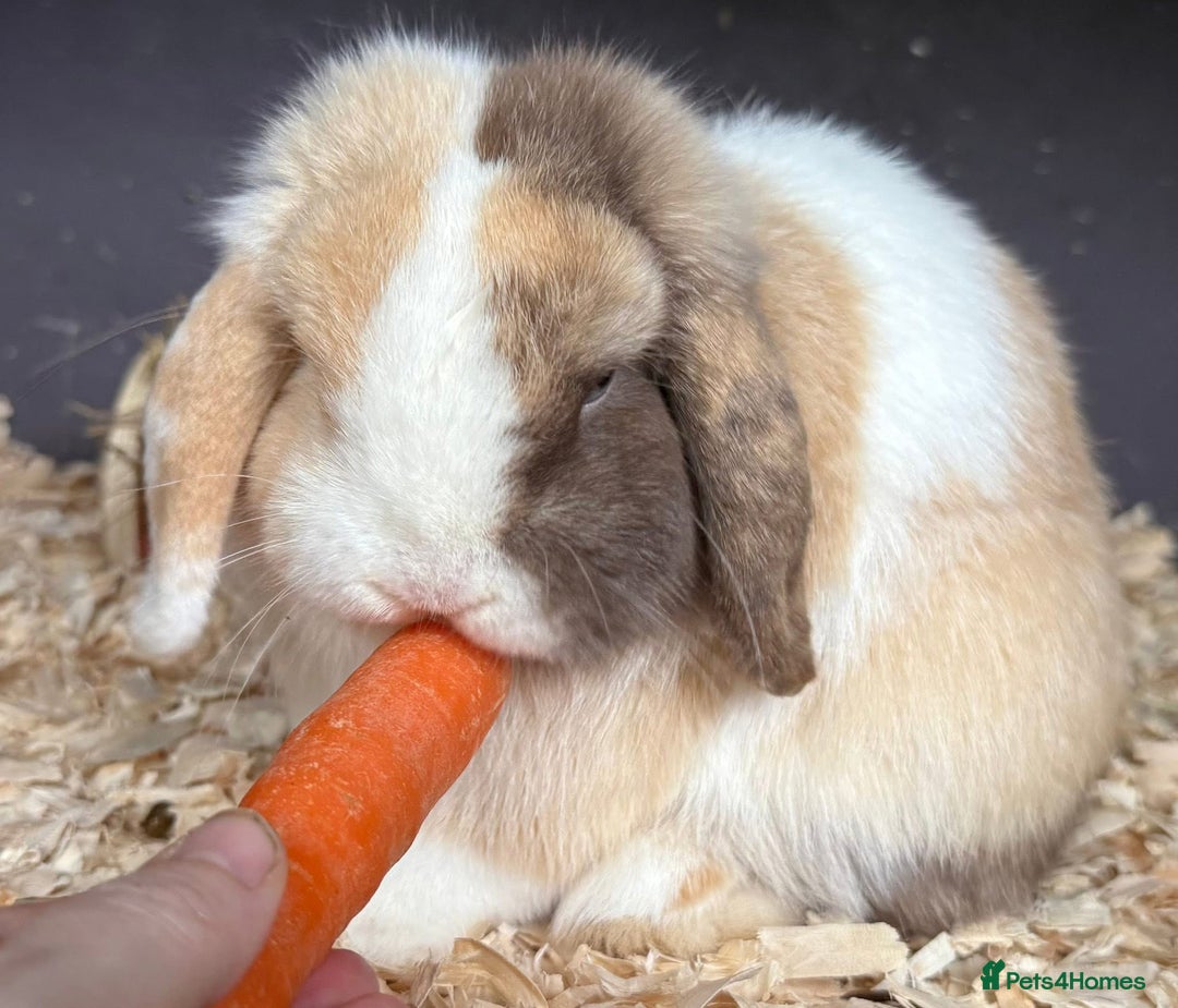 Mini Lop rabbits for sale: Chocolate Harli extreme mini lop buck - Advert 3