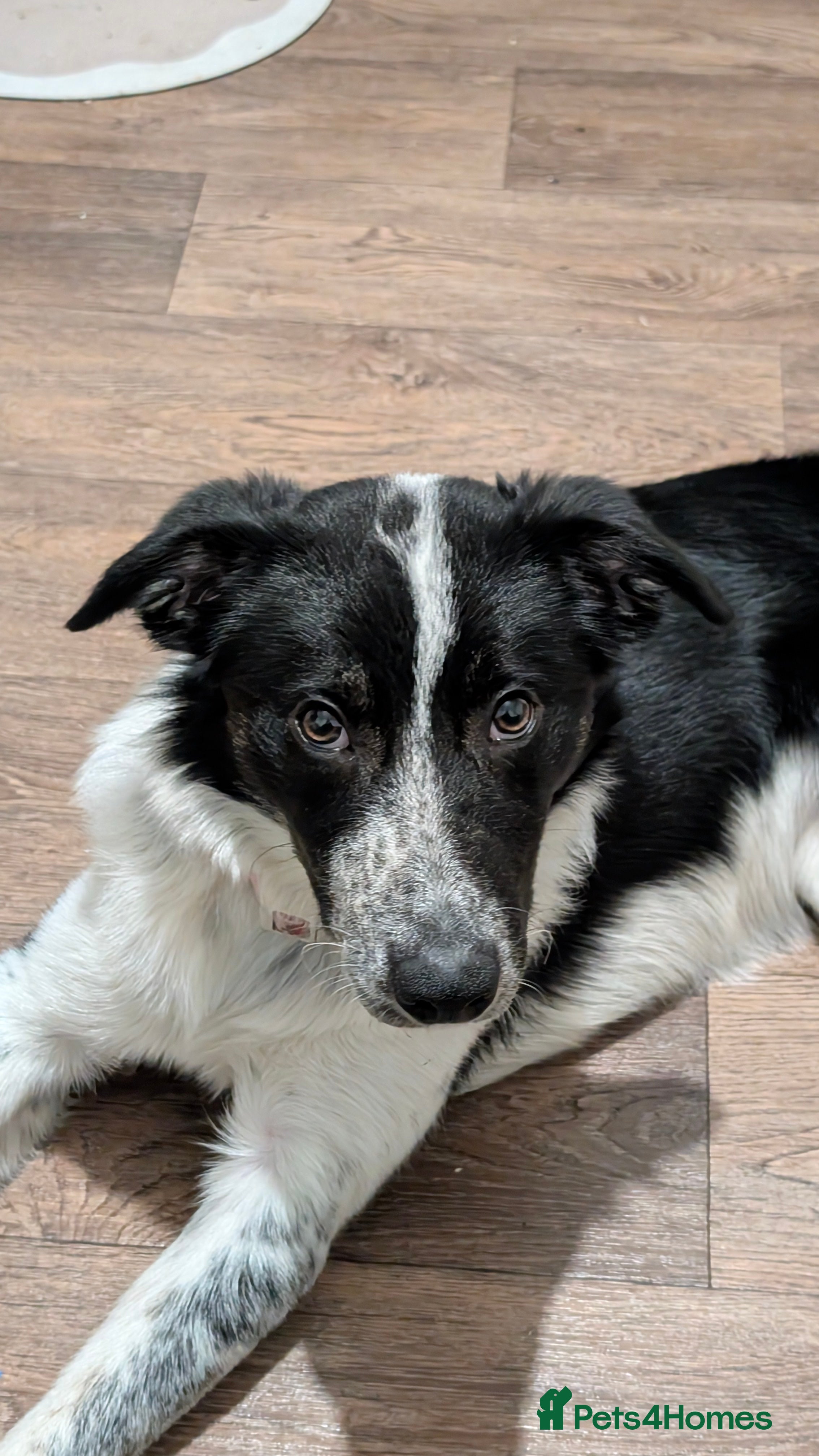 Border Collie dogs Cookie - Advert 13