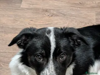 Border Collie dogs Cookie - Advert 13