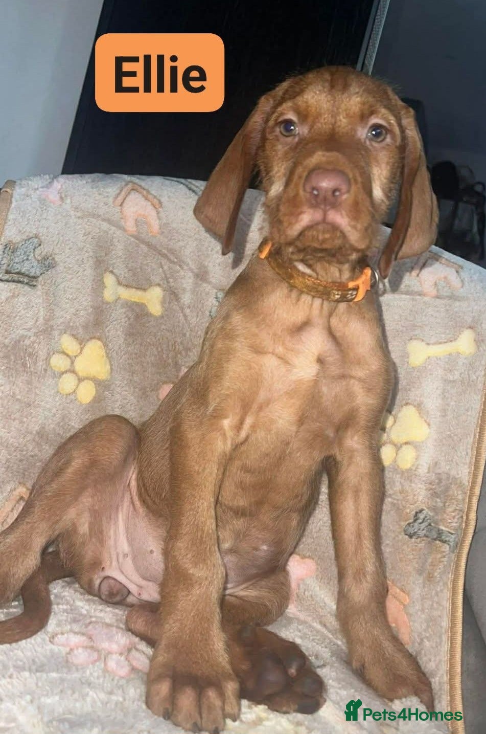 Hungarian Vizsla dogs Beautiful Extra Ordinary Hungarian Vizsla - Advert 5