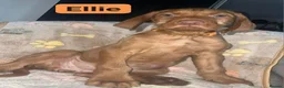 Hungarian Vizsla dogs for sale: Extra Ordinary Beautiful Hungarian Vizsla Ready! - Advert 4