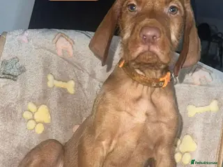 Hungarian Vizsla dogs Beautiful Extra Ordinary Hungarian Vizsla - Advert 5