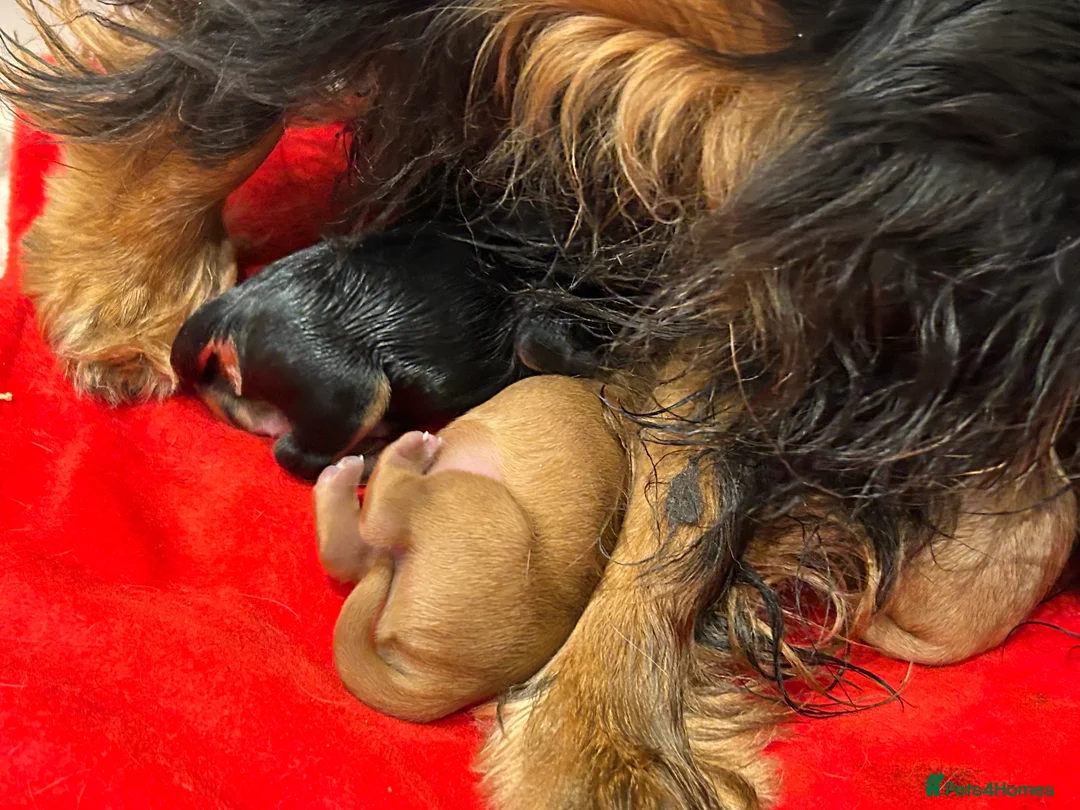 Cavalier King Charles Spaniel dogs for sale: Ruby boy available  - Advert 2