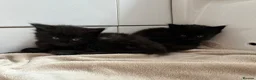 British Longhair cats for sale: Fluffy girl kittens  in Norwich - Advert 3