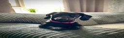 Miniature Dachshund dogs for sale: Female Mini Dachshund - Advert 1