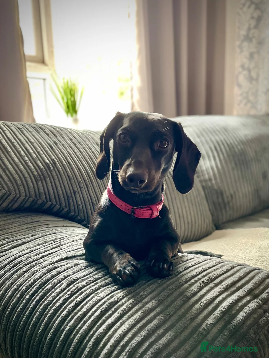 Miniature Dachshund dogs for sale: Female Mini Dachshund - Advert 1