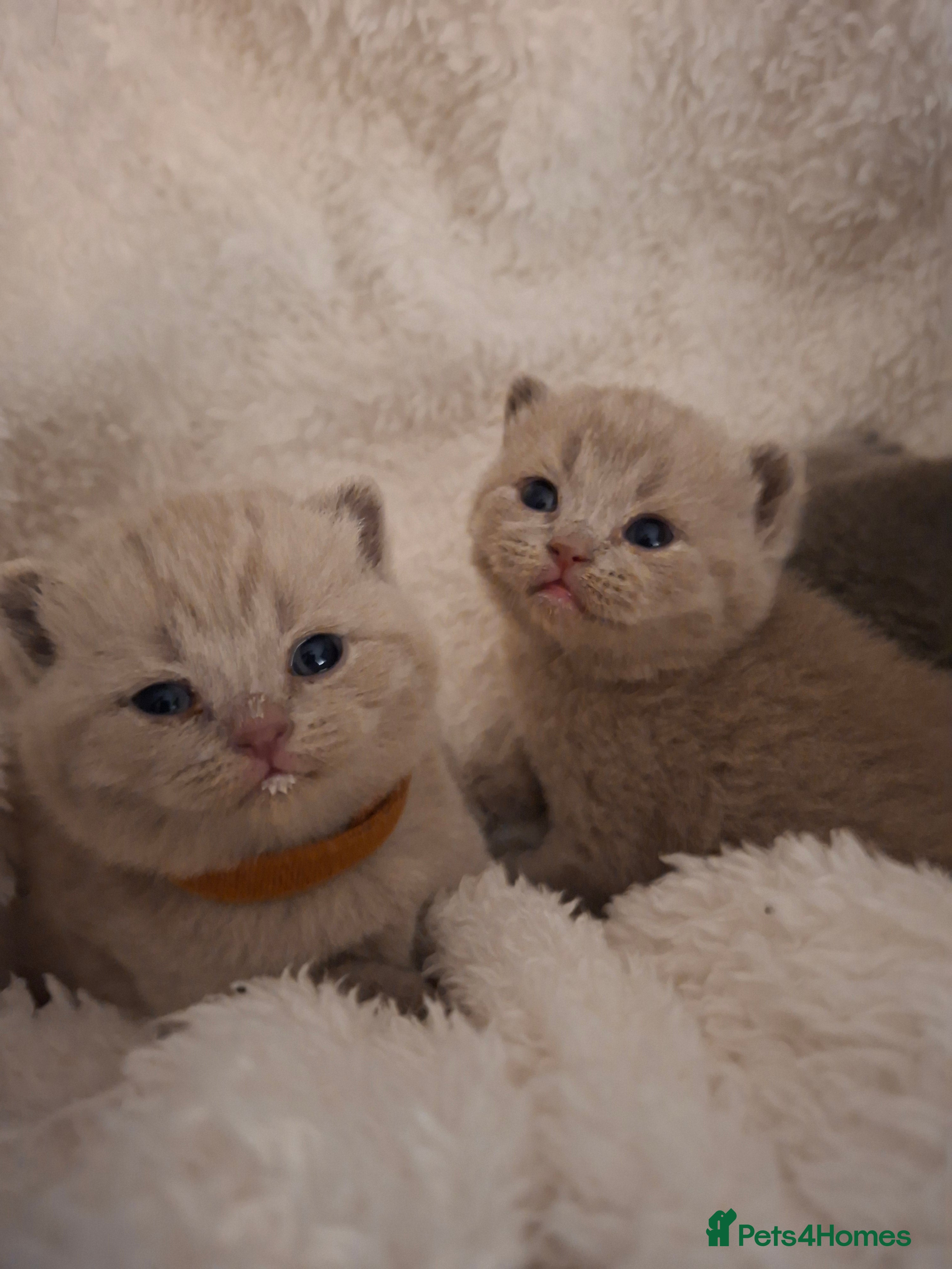 British Shorthair cats GCCF registered BSH kittens  - Advert 5
