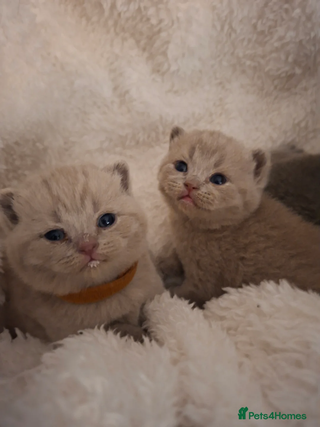 British Shorthair cats for sale: Only 1 blue boy & 1 blue girl available to reserve - Advert 17