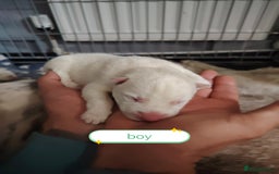 Siberian Husky dogs for sale: Siberian huskys puppys - Image 9