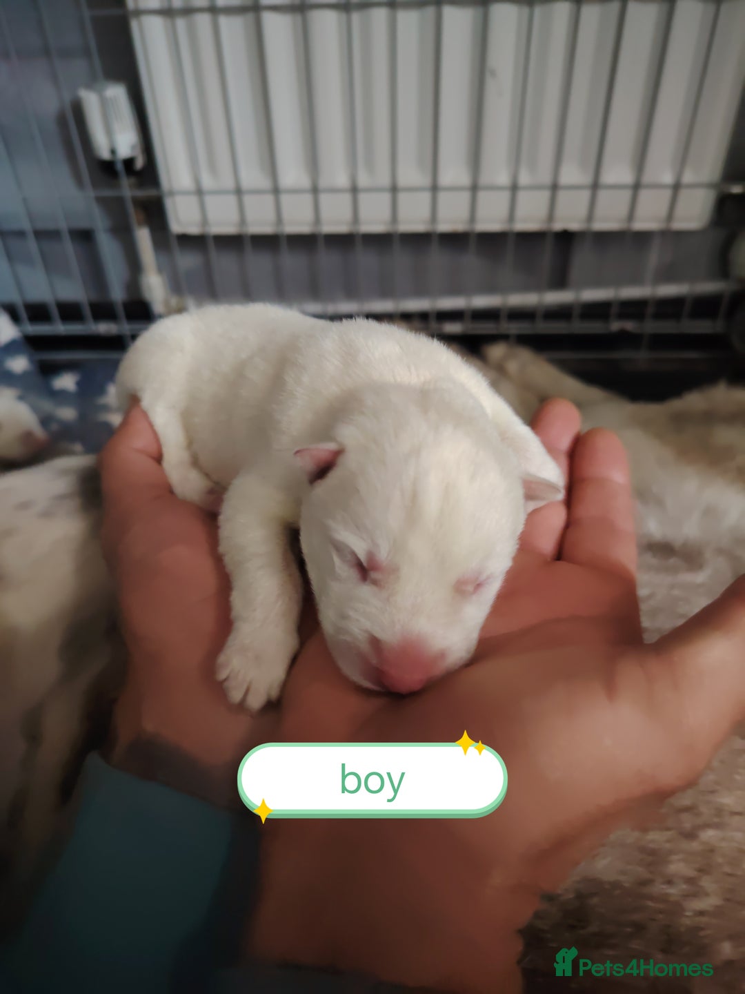 Siberian Husky dogs for sale: Siberian huskys puppys - Image 9