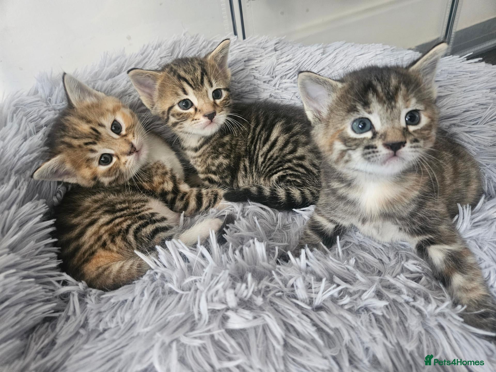 Mixed Breed cats Part bengal kittens. - Advert 2
