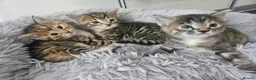 Mixed Breed cats for sale: Part bengal kittens. - Advert 1