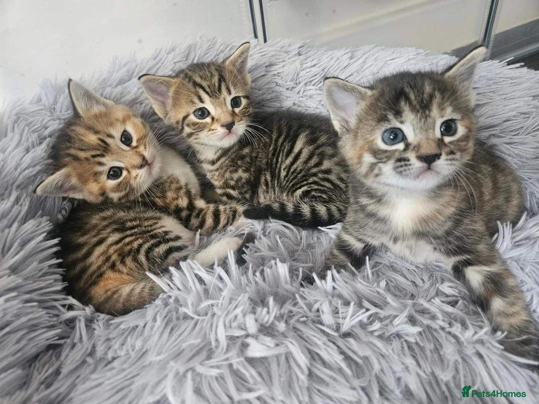 Mixed Breed cats for sale: Part bengal kittens. - Advert 1