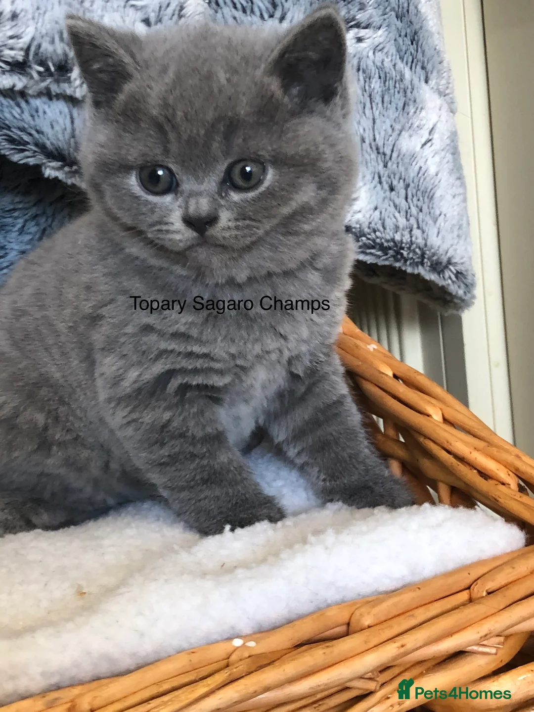 British Shorthair cats for stud: Proven Stud/Blood B/Choc carrier TICA/GCCF REG in Dartford - Advert 19