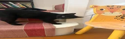 Mixed Breed cats for sale: Lovely kitten 🐈‍⬛  in Kidlington - Advert 12