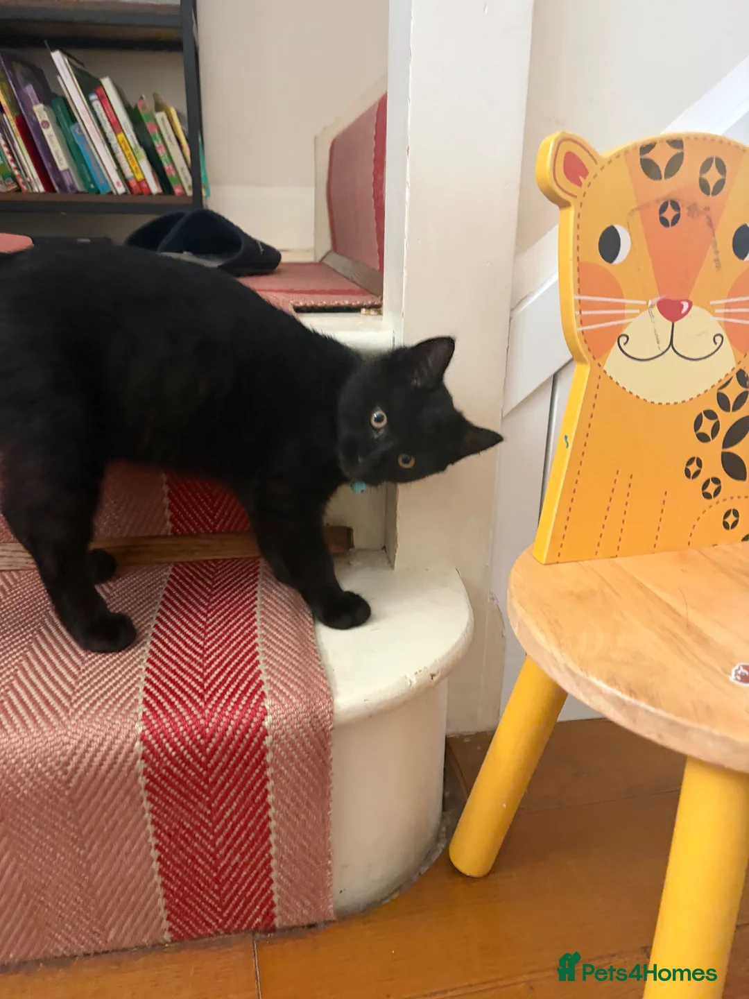Mixed Breed cats for sale: Lovely kitten 🐈‍⬛  in Kidlington - Advert 12
