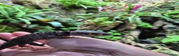 Skink reptiles for sale: Red eyed crocodile skink - Advert 3