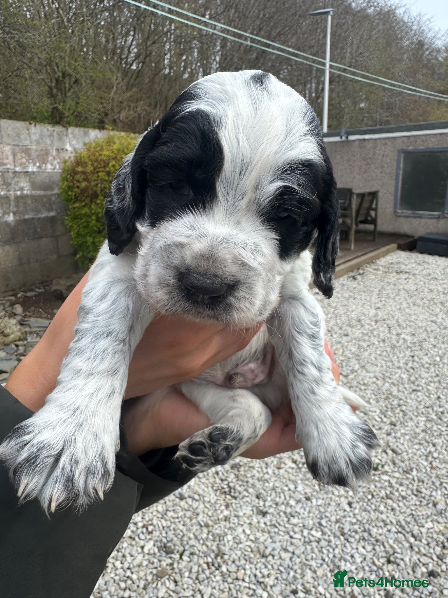 Cocker Spaniel dogs Cocker spaniel pups for sale  - Advert 11