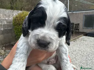 Cocker Spaniel dogs Cocker spaniel pups for sale - Advert 11