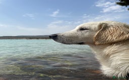 Golden Retriever dogs for stud: KC English Cream Golden Retriever Stud - Image 12