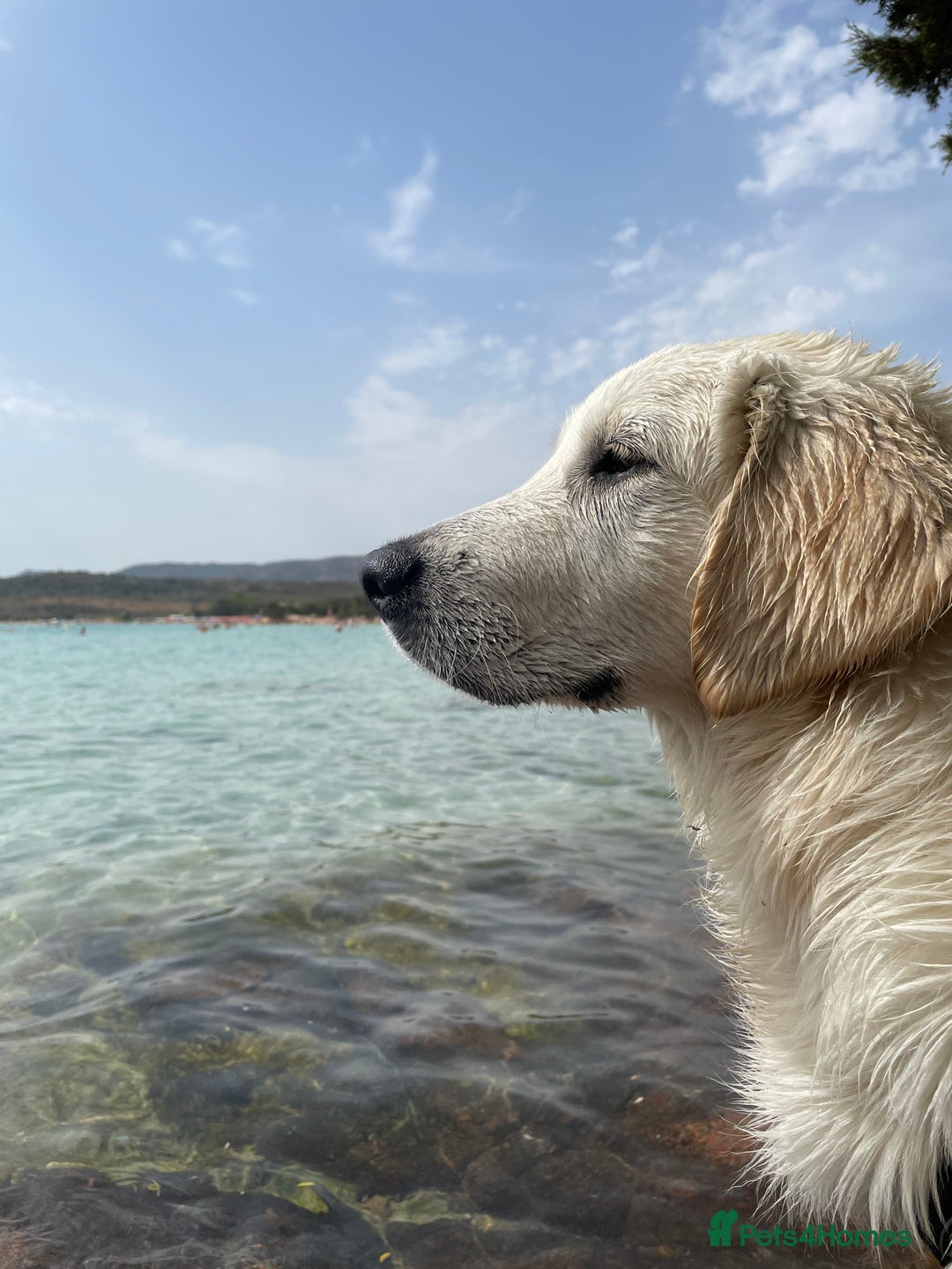 Golden Retriever dogs for stud: KC English Cream Golden Retriever Stud - Image 12