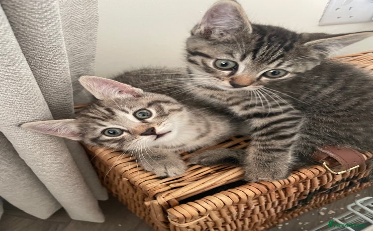 Bengal cats - Advert 2