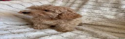 Cockapoo dogs for sale: Because puppy's  in Worksop - Advert 13