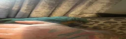 Macaws birds for sale: Macaw blue & gold  - Advert 5