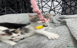 British Longhair cats for sale: Gorgeous fluffy kittens looking for forever home - Image 17