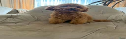Toy Poodle dogs for sale: Two Adorable Toy Poodles – One Boy & One Girl  - Advert 3
