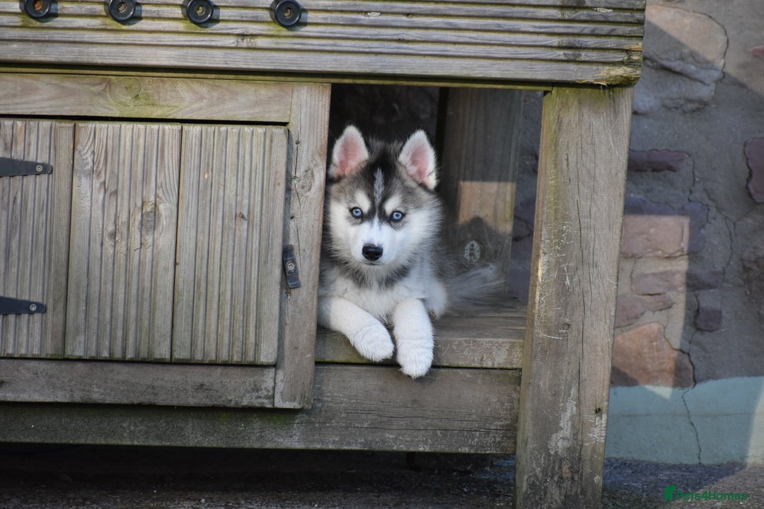 Pomsky dogs for sale: Perfect blue eyed F3 male Pomsky puppy - Advert 6