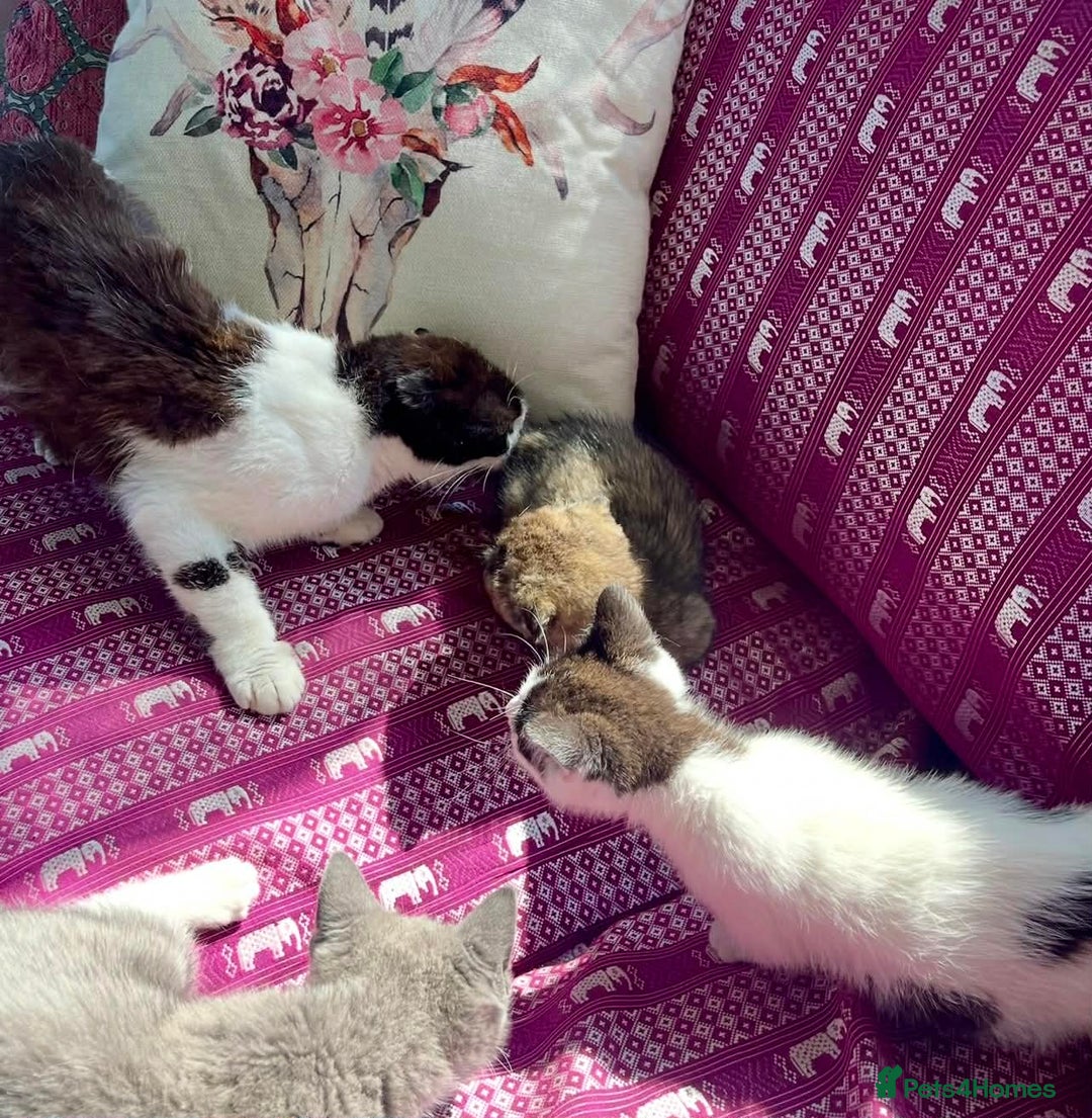 Munchkin cats for sale: Munchkin x Scottish Fold - Advert 4