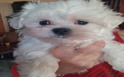 Maltese dogs for sale: 1 KC Maltese Puppy Boy READY NOW  - Image 3