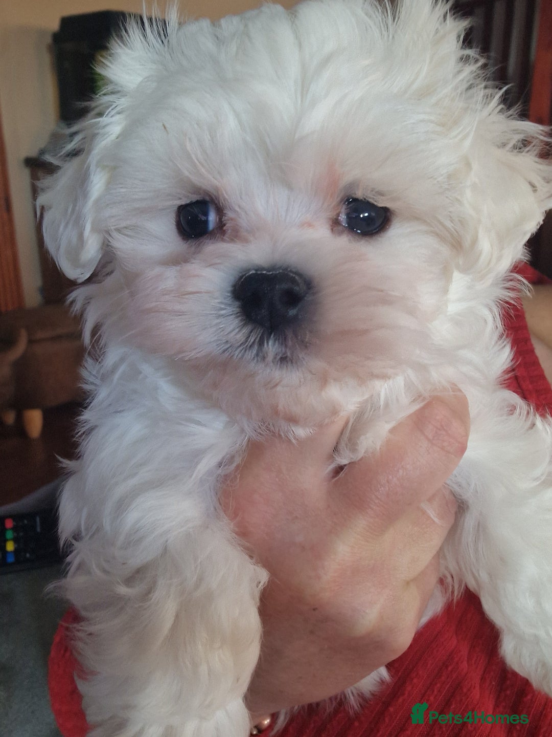 Maltese dogs for sale: 1 KC Maltese Puppy Boy READY NOW  - Image 3