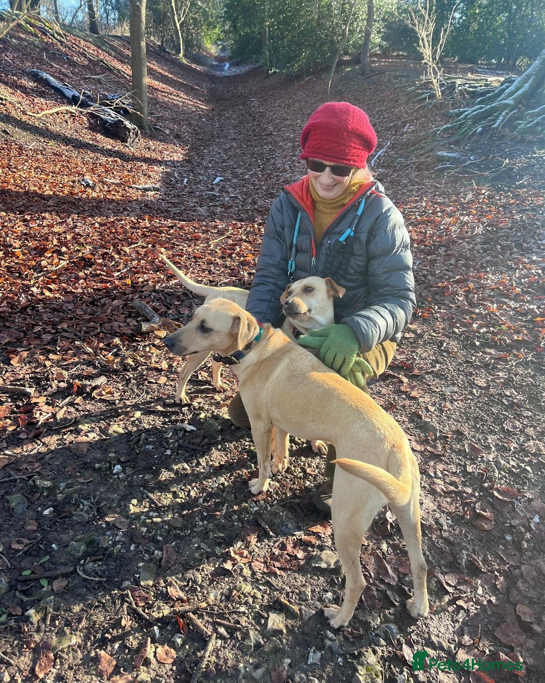 Mixed Breed dogs for adoption: Coco – 5 years old, Female, Possibly Lab Mix  - Image 7