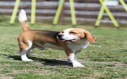 Beagle dogs for stud: Full Pedigree beagle for Stud! - Image 8