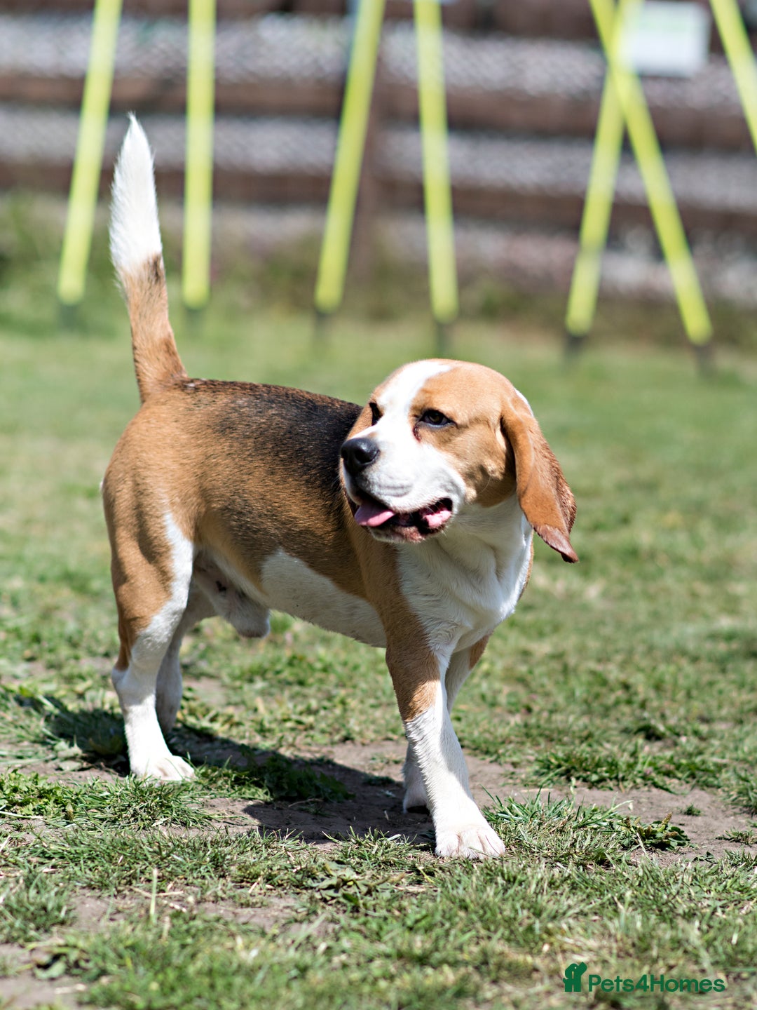 Beagle dogs for stud: Full Pedigree beagle for Stud! - Image 8