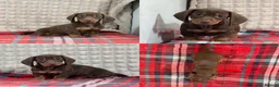 Miniature Dachshund dogs for sale: STUNNING KC MINI DACHSHUND PUPPIES READY NOW  - Advert 20