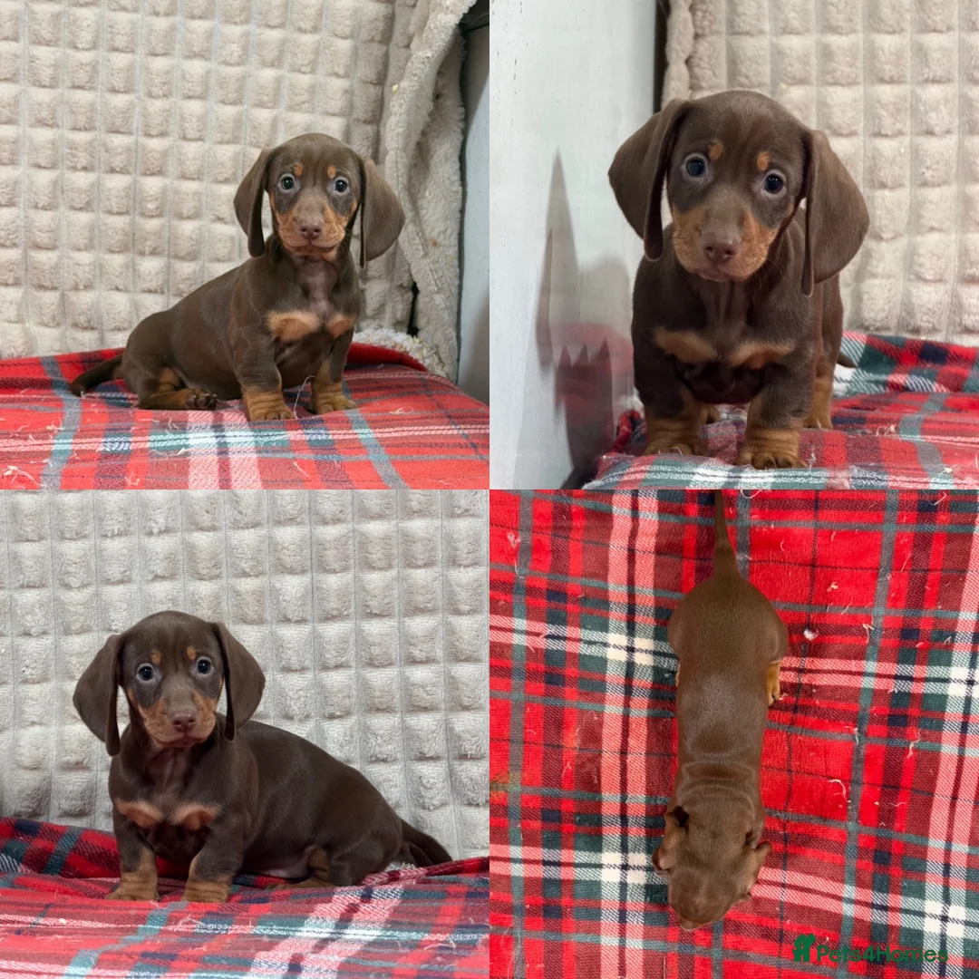 Miniature Dachshund dogs for sale: STUNNING KC MINI DACHSHUND PUPPIES READY NOW  - Advert 20