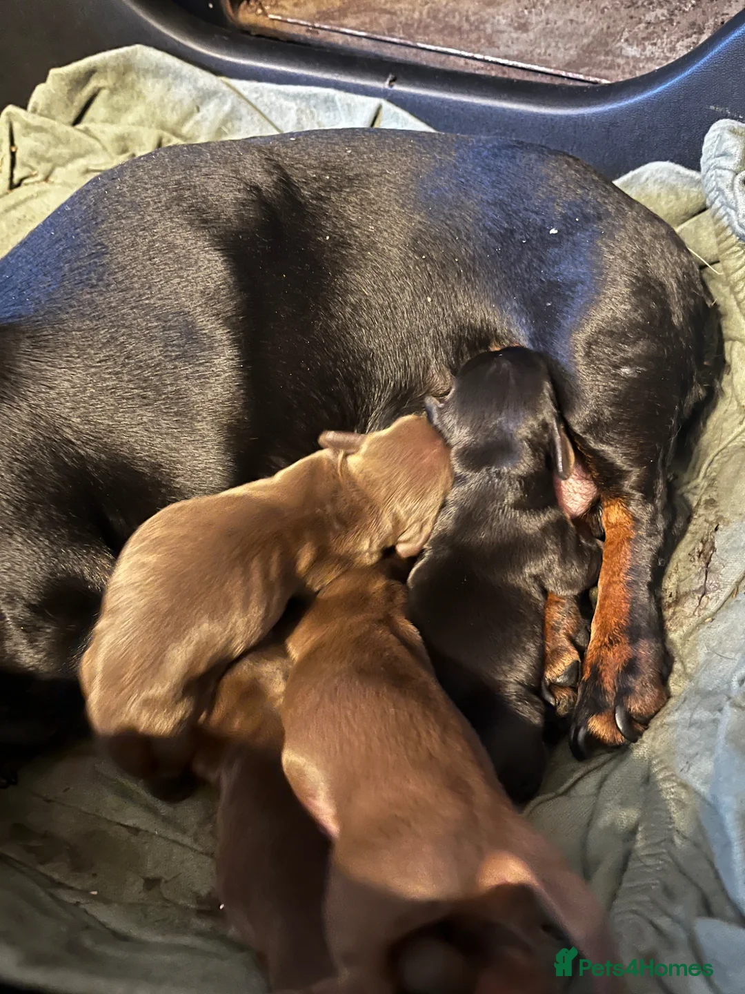 Dachshund dogs for sale: Dachshund puppies  in Tonypandy - Advert 8