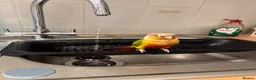 Conures birds for sale: Conure in Romford - Advert 4