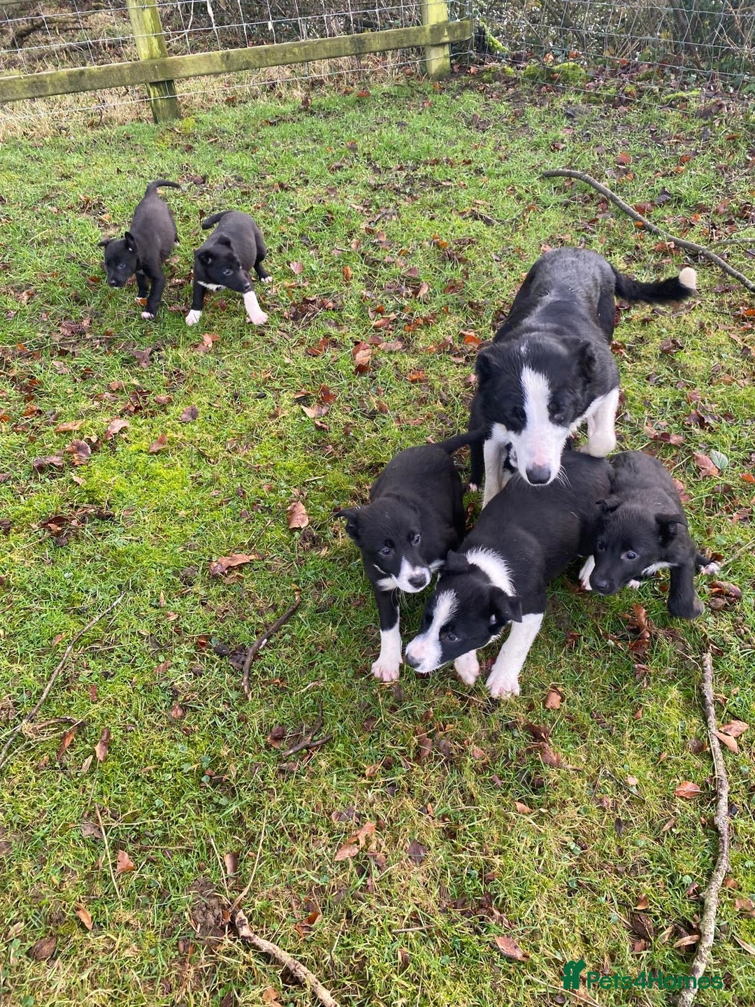 Mixed Breed dogs for sale: Beautiful Kelpie X Border Collie Puppies For Sale - Advert 1
