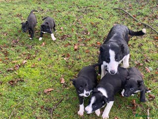 Mixed Breed dogs Beautiful Kelpie X Border Collie Puppies For Sale - Advert 10